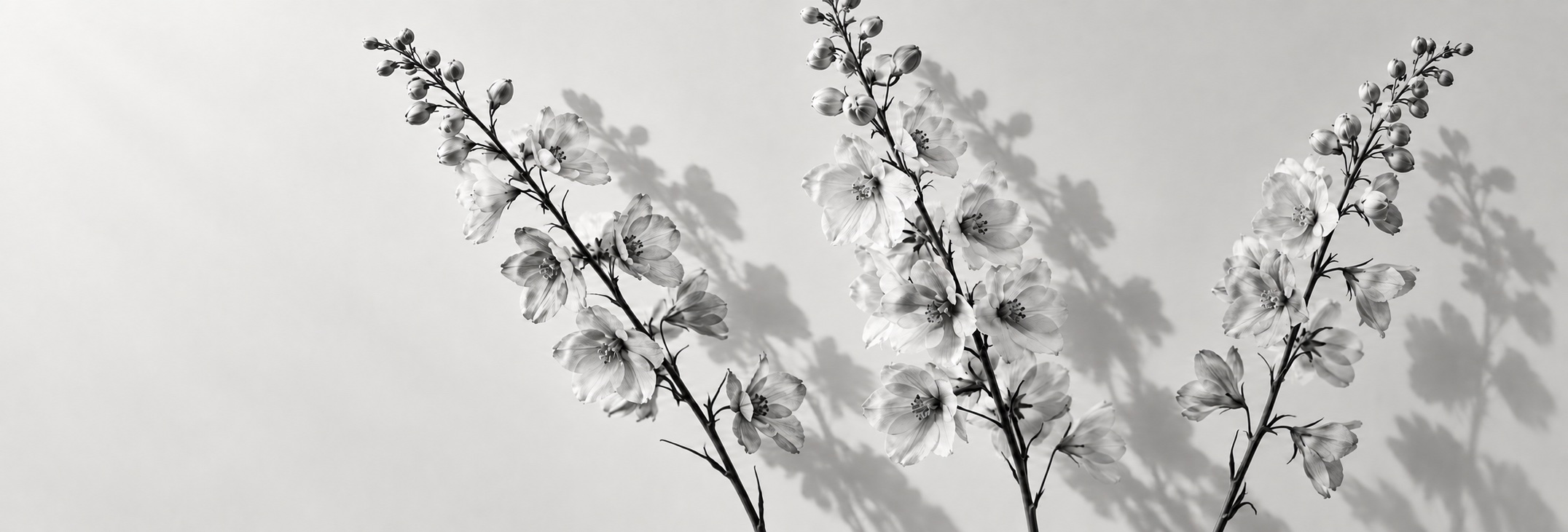 Black-and-white delphiniums casting soft flower and stem shadows on a pale background